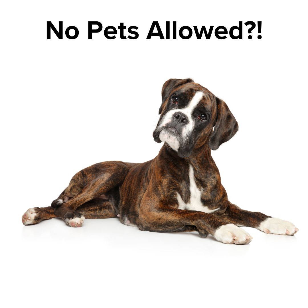 Title: 'No Pets Allowed?!' in black on top. Below it is a photo of a brown and white dog with an inquisitive look on its face.