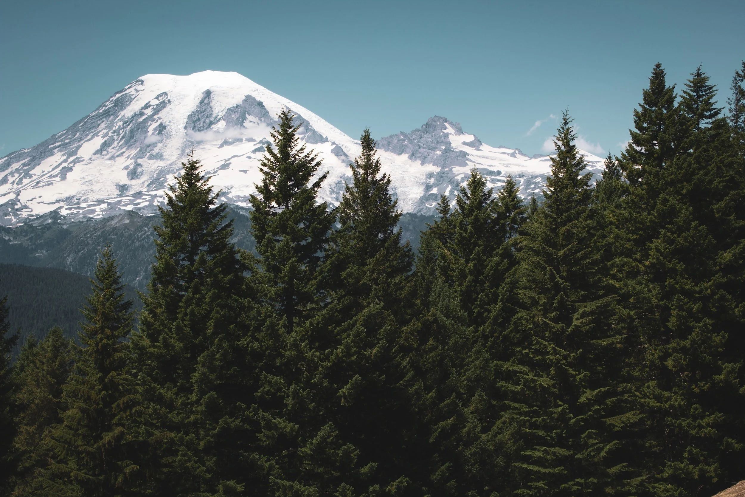 Sunny image of a snowcapped mountain in the center (likely Mount Rainier/Tahoma) of the background with tall pine trees in the foreground and foothills leading up to the mountain. Bright blue sky.